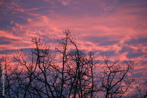 Tapet barren trees of winter against pinkish clouds and blue sky at sunrise