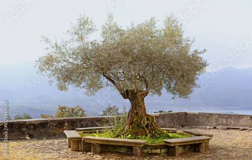 Beautiful old olive tree (olea europaea, oleaceae) with antique seats around it overlooking Lake Orta and the mountains on an overcast summer day. Selective focus
