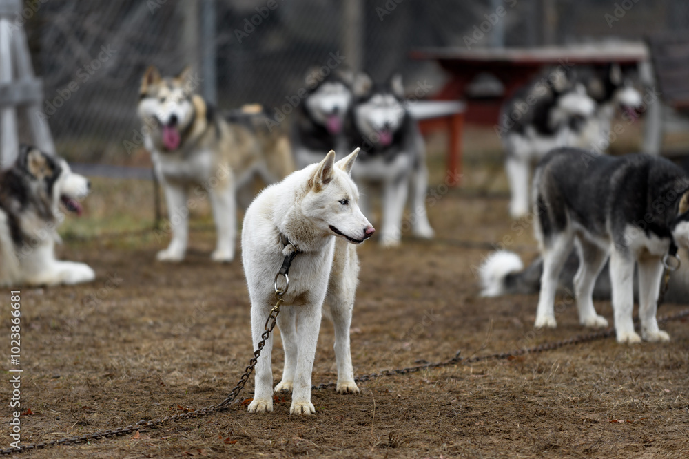 White Sled Dog Stands on Line Looking Right