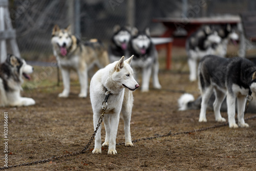 Obraz na płótnie White Sled Dog Stands on Line Looking Right w salonie