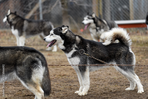 Obraz na płótnie Sled Dog Stands on Line w salonie