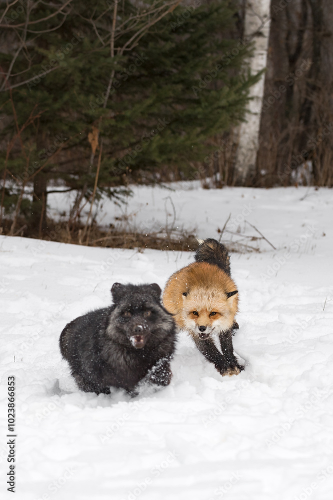 Red Fox (Vulpes vulpes) Chases After Silver Winter
