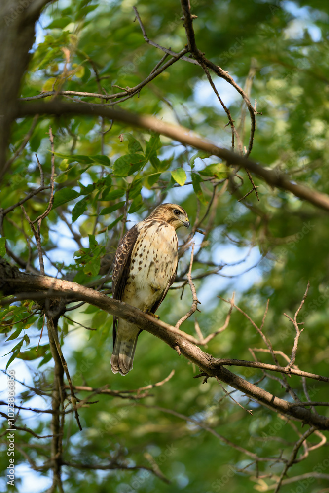 Juvenile Red-Tailed Hawk (Buteo jamaicensis) Perches in Tree Looking Down