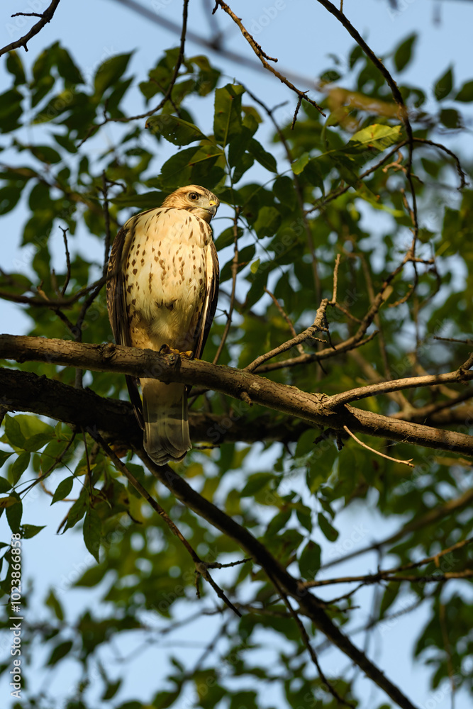 Juvenile Red-Tailed Hawk (Buteo jamaicensis) Perches in Tree
