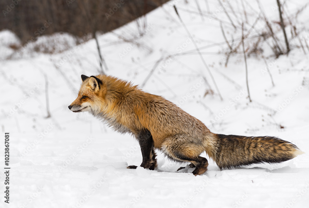 Red Fox (Vulpes vulpes) Squats to Mark Snow Winter
