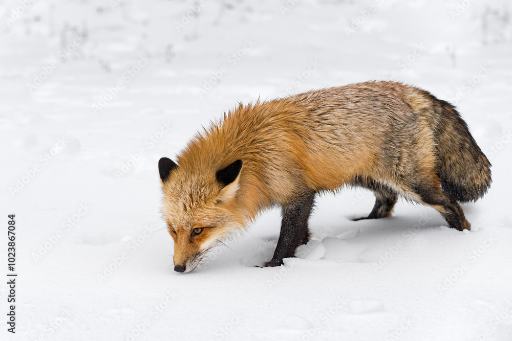 Red Fox (Vulpes vulpes) Nose to Snow Eyes Up Winter