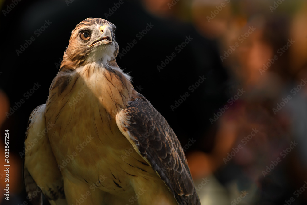 Red-Tailed Hawk (Buteo jamaicensis) Looks Up to Sky Dark Background
