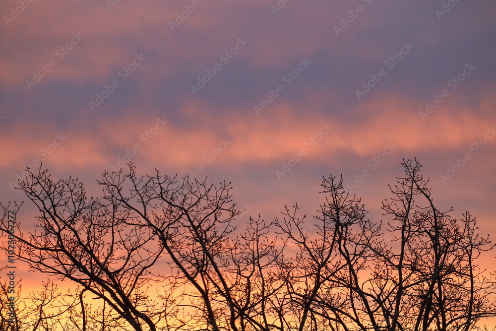 barren bleak winter trees against pink gray clouds at sunrise barren bleak winter trees against pink gray clouds at sunrise