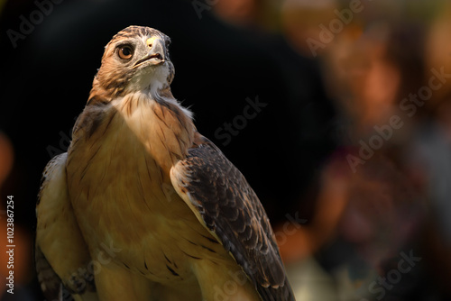 Obraz na płótnie Red-Tailed Hawk (Buteo jamaicensis) Looks Up to Sky Dark Background w salonie