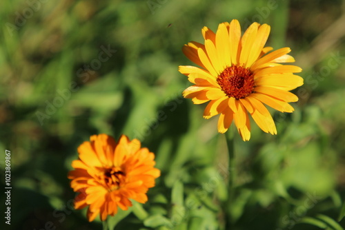 A close up of some flowers