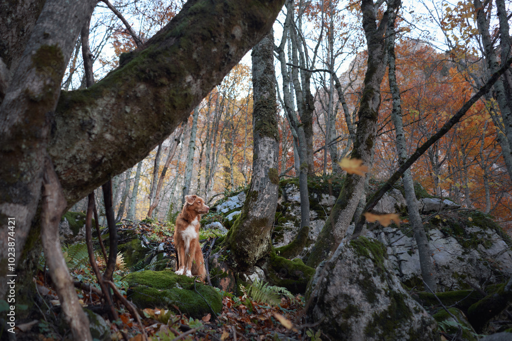 Fototapeta premium A Nova Scotia Duck Tolling Retriever stands among tall trees covered in autumn leaves. The colorful foliage adds beauty and tranquility to the woodland scene.