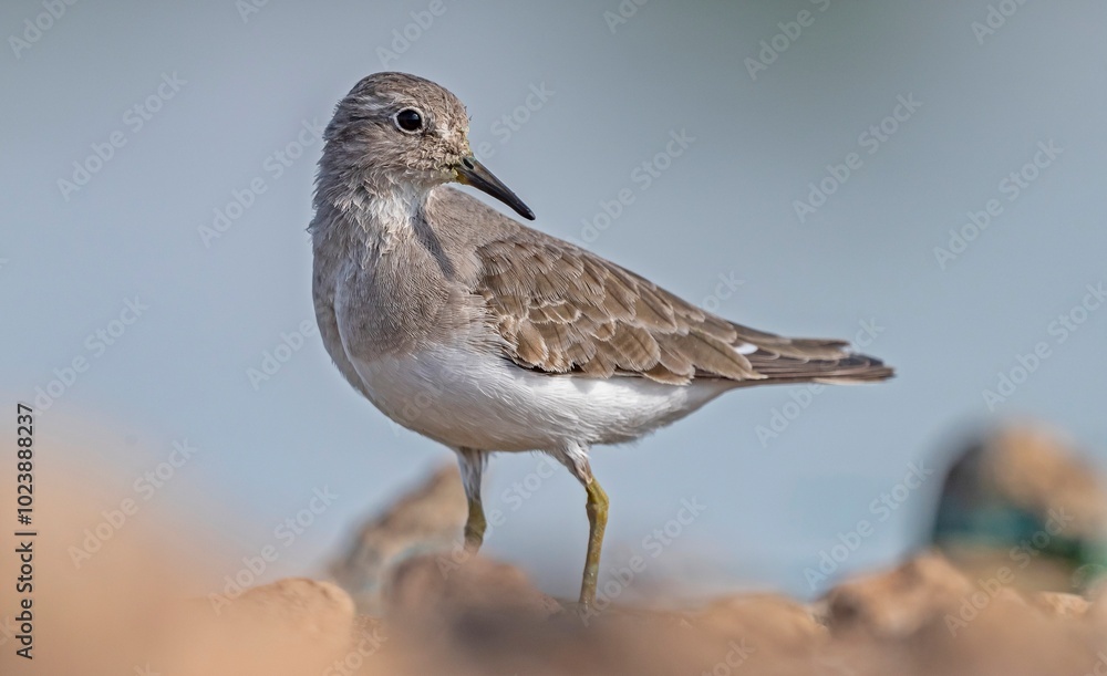 Temminck's Stint (Calidris temminckii) is a wetland bird that lives in the northern parts of Europe and Asia. It feeds in swamp areas. Temminck's Stint (Calidris temminckii) is a wetland bird that lives in the northern parts of Europe and Asia. It feeds in swamp areas.