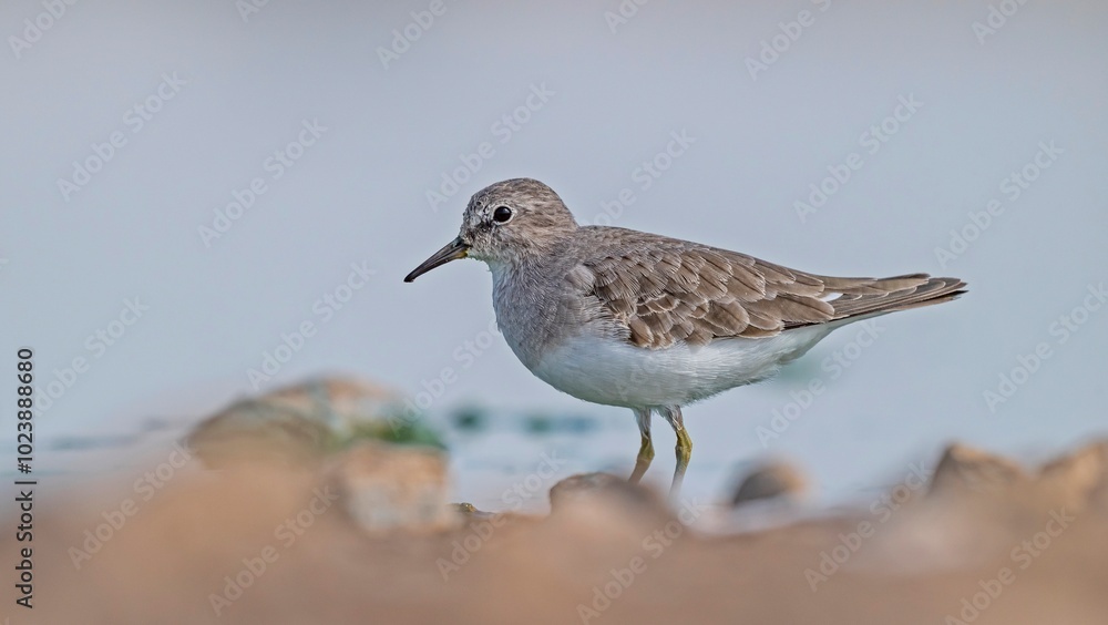 Obraz premium Temminck's Stint (Calidris temminckii) is a wetland bird that lives in the northern parts of Europe and Asia. It feeds in swamp areas.