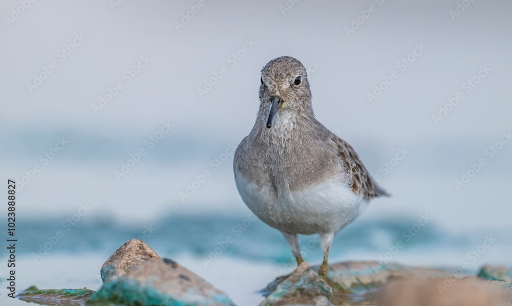Obraz premium Temminck's Stint (Calidris temminckii) is a wetland bird that lives in the northern parts of Europe and Asia. It feeds in swamp areas.