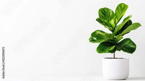 Wallpaper Mural Fiddle leaf fig plant in pot, white isolated background. Torontodigital.ca