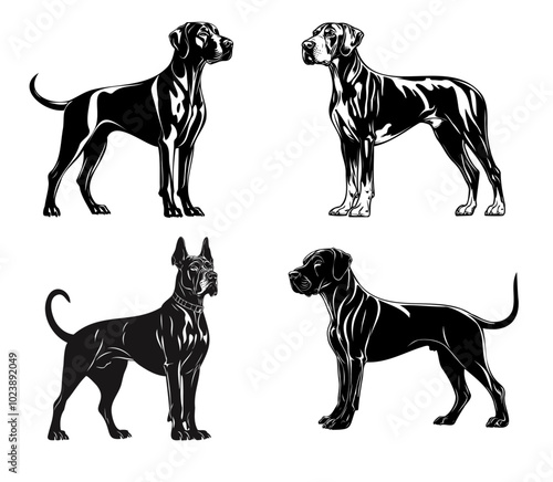 Great Dane full-body illustrations in black and white. Set of four vector poses of Great Danes, isolated on a white background. Dog breed and giant dog concept. Design for posters, logos, and tattoos.