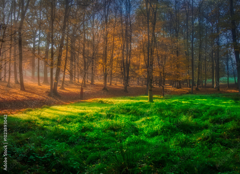 Fototapeta premium Mysterious foggy forest during autumn day