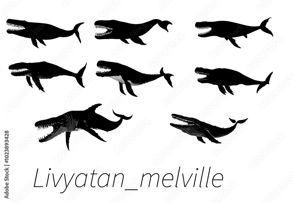 Obraz premium A collection of black and white illustrations depicting the extinct prehistoric whale species Livyatan Melvillei in various dynamic poses.