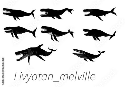 A collection of black and white illustrations depicting the extinct prehistoric whale species Livyatan Melvillei in various dynamic poses.