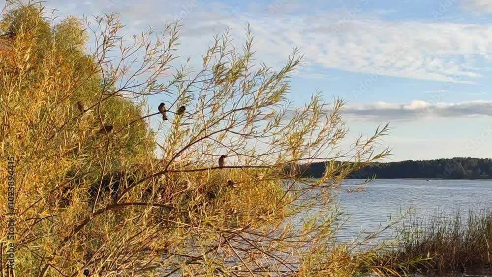 Scenic nature view on the coast of a river. Birds sitting on a bush. Scenic nature view on the coast of a river. Birds sitting on a bush.