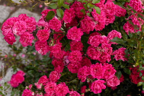 Rose bush in the garden. A small beautiful rose. Horticulture