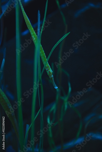 Seahorses at an aquarium in Quebec City, Ontario Canada.
