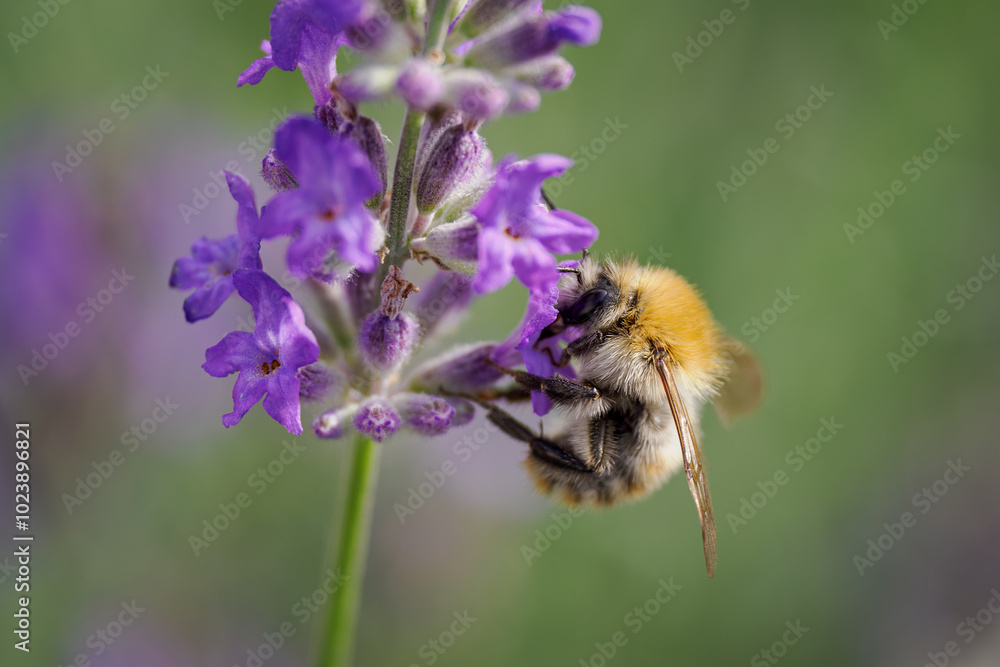 A bumblebee pollinates a lavender flower.
A bumblebee pollinates a lavender flower.