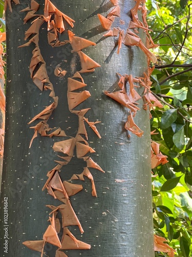 Resinous and aromatic trunk, with reddish or greenish bark, which comes off in layers.