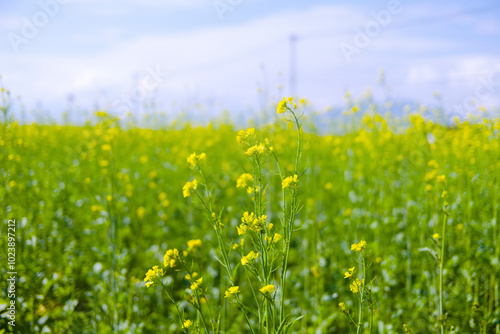 菜の花畑と青空