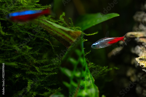 Detail of neon diamondfish under the surface.
 photo