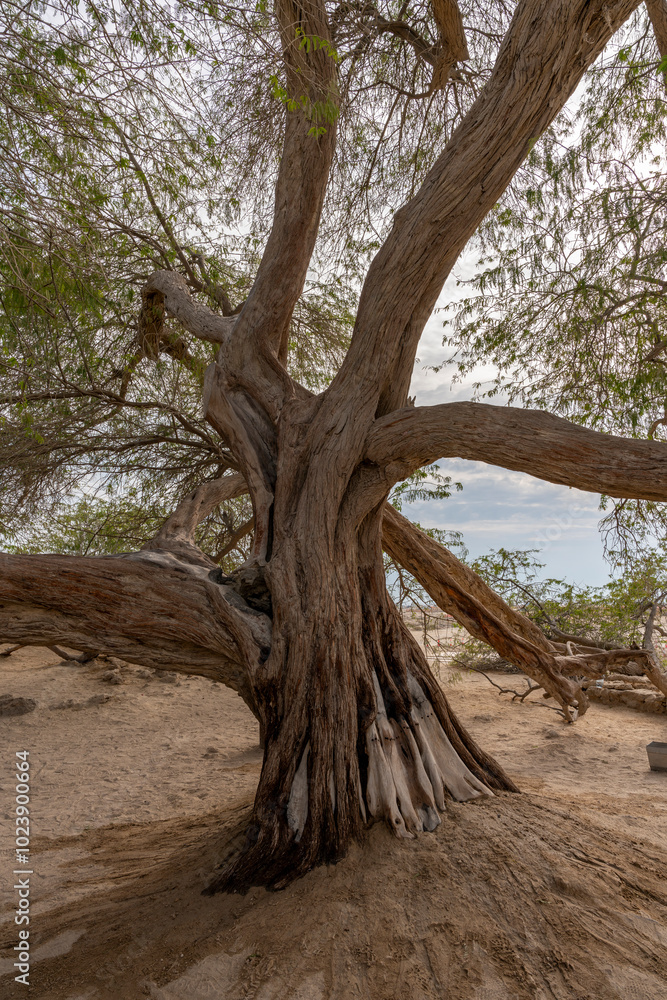 Bahrain - TheTree of Life (Prosopis cineraria tree) Bahrain - TheTree of Life (Prosopis cineraria tree)