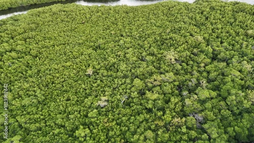 Mangrove Forest of the Florida Keys, Key Largo Fl. photo