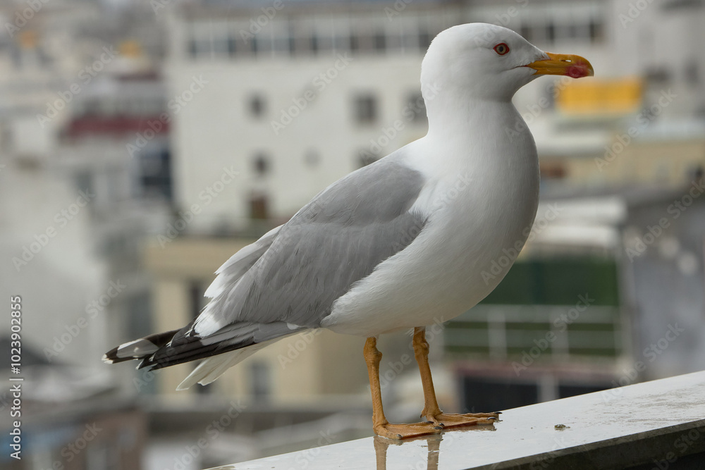 Obraz premium Seagull perched on a railing in a port city