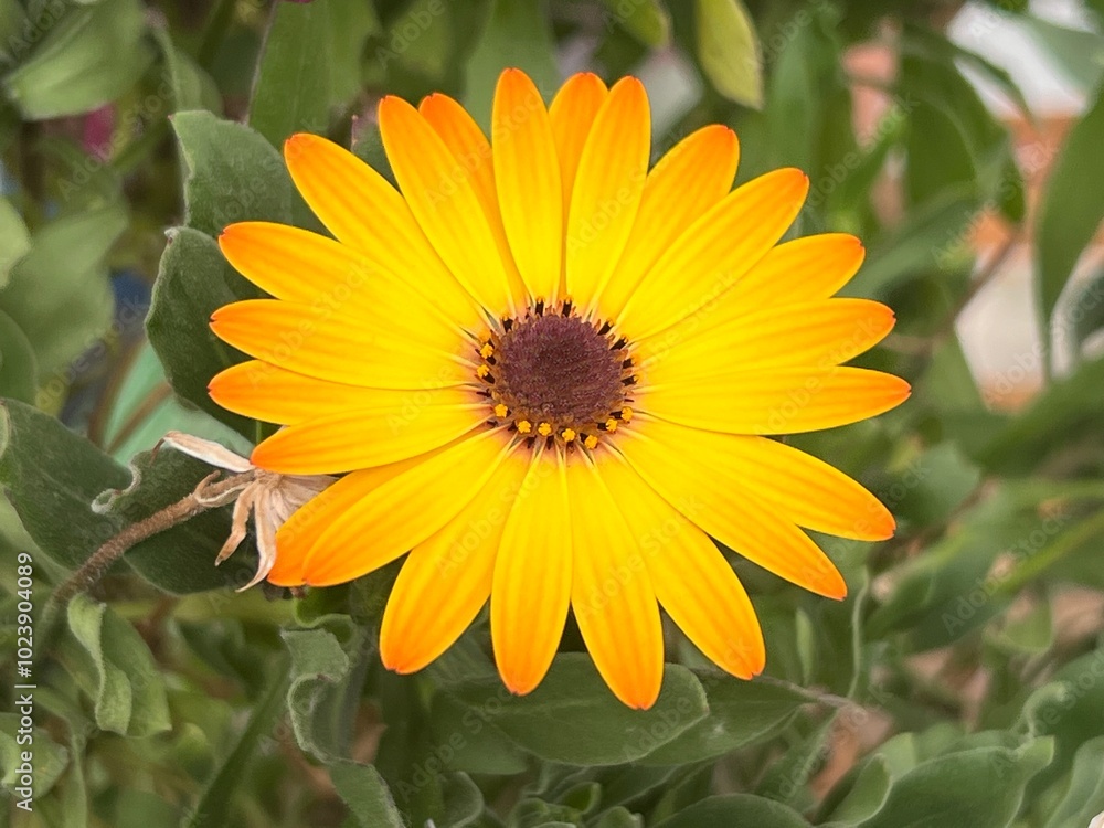 Wildflower with brightly colored petals in the middle of nature