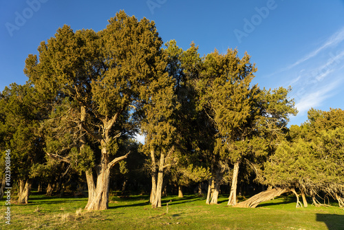 Calatañazor juniper forest in Soria at sunset, Castilla y Leon, Spain. photo