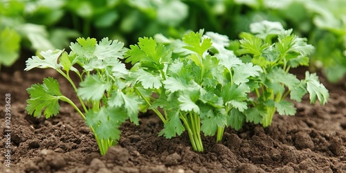 fresh coriander growing