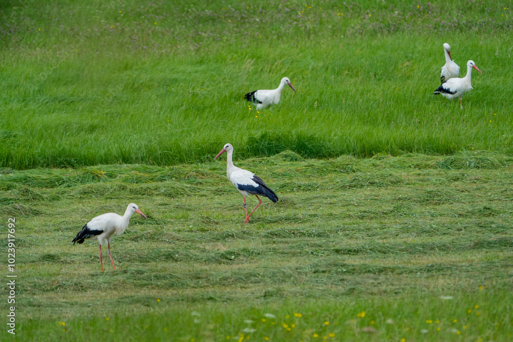 Fototapeta premium Storks looking for food in a dense, fluffy meadow