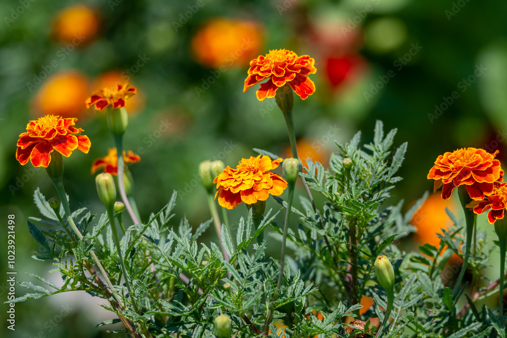 Blooming marigold flowers in the garden Blooming marigold flowers in the garden