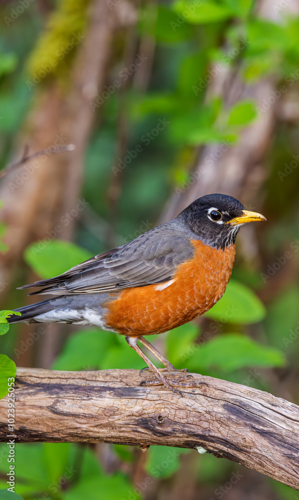 Close-Up of American Robin Perched on Tree Branch Amidst Lush Greenery in Vancouver, BC, Canada Close-Up of American Robin Perched on Tree Branch Amidst Lush Greenery in Vancouver, BC, Canada