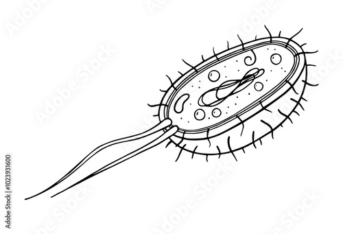 Vector line doodle bacterial cell anatomy isolated on white background. Outline educational illustration. Structure of prokaryotic