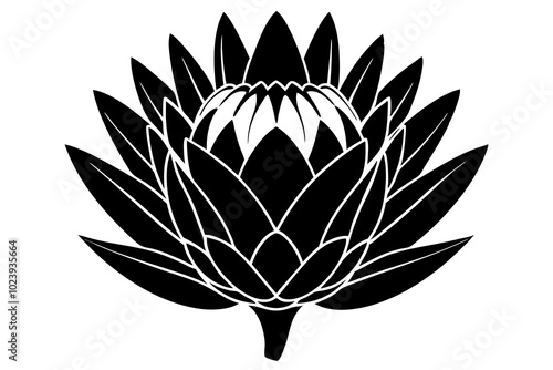 king protea flower vector illustration