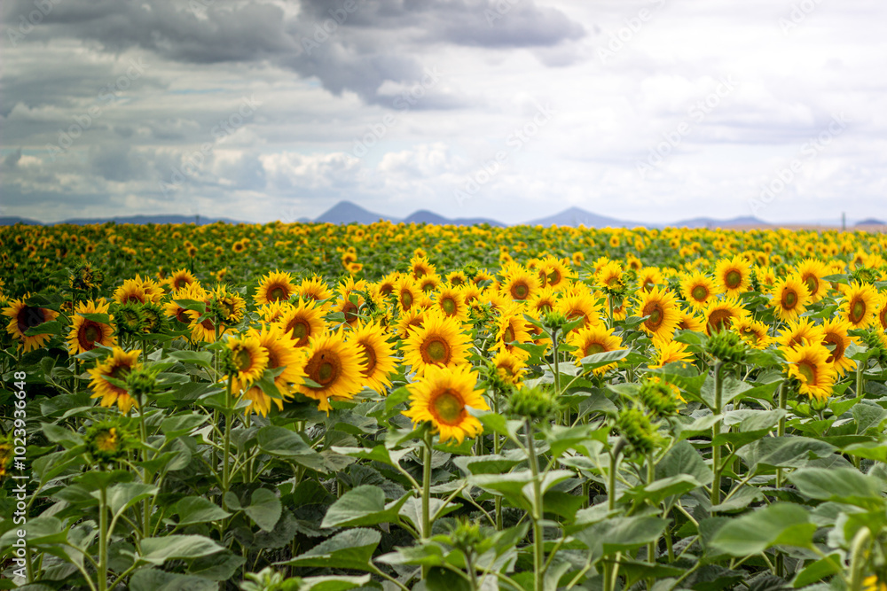 Fototapeta premium Field of sunflowers with mountains in the background