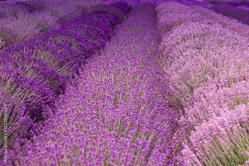 Obraz premium Close-up of purple lavender field