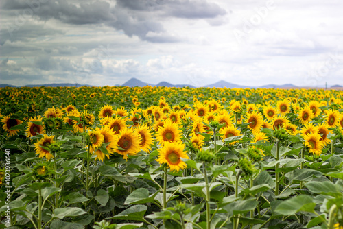 Field of sunflowers with mountains in the background