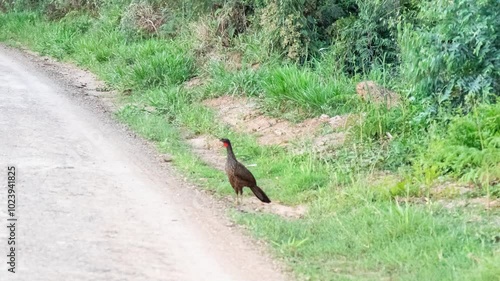 Brazilian Wild Jacú (Penelope) filmed in a wild and free environment, moving naturally along the isolated dirt road in the tropical forest photo