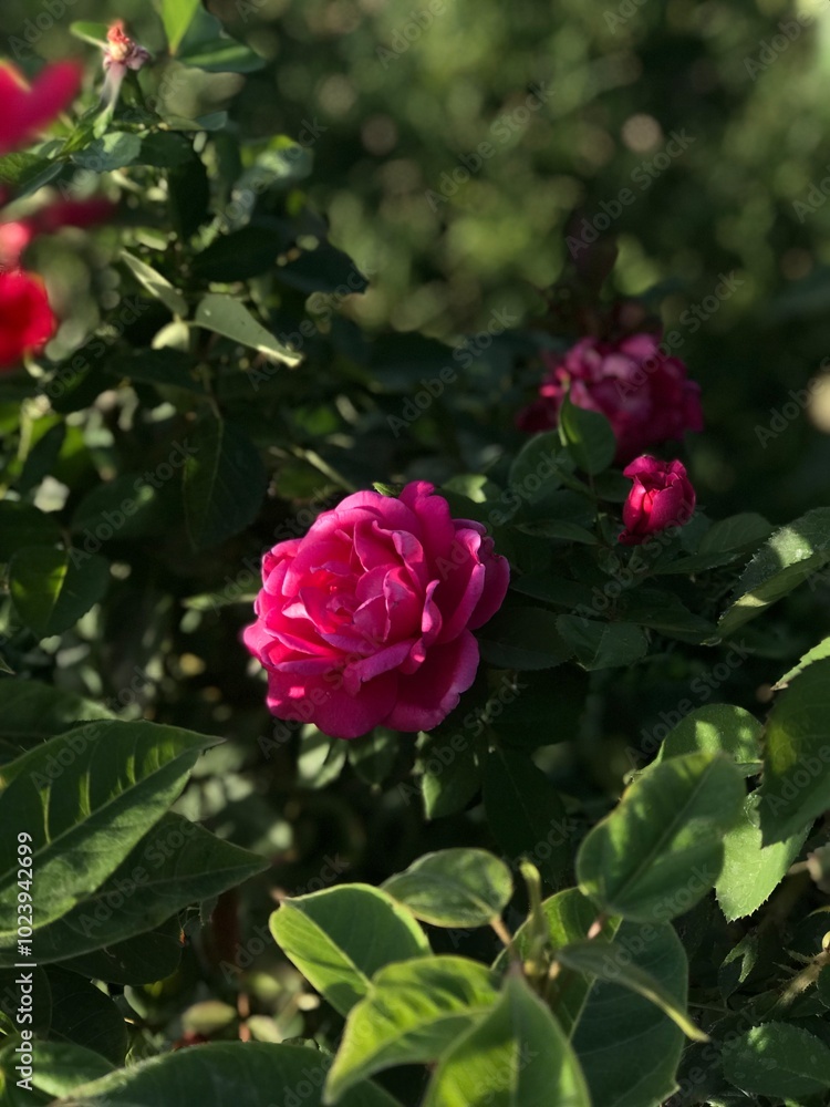 pink rose in garden pink rose in garden