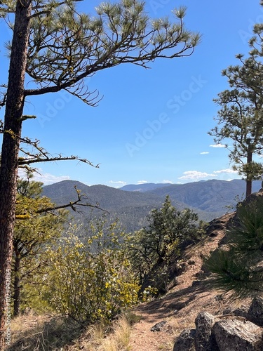 trees in the mountains