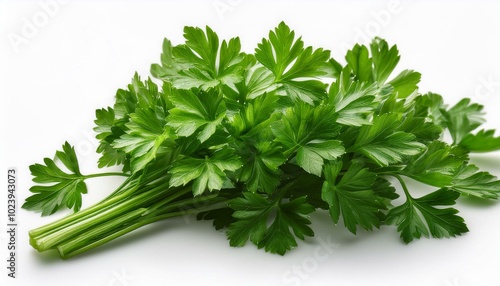 Fresh parsley on white background