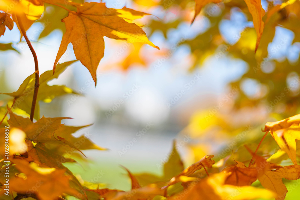 Close-up of a yellow autumn leaf. A bright orange tree changes with a blurred bokeh background. Close-up of a yellow autumn leaf. A bright orange tree changes with a blurred bokeh background.