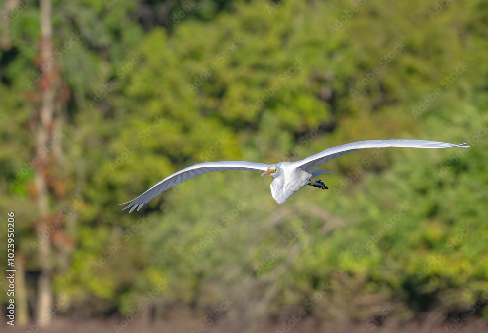 White heron, or great egret, in flight with bright green leaves in the background. White heron, or great egret, in flight with bright green leaves in the background.